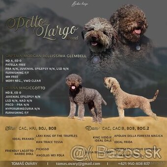 Lagotto romagnolo s PP