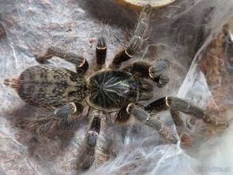 Ceratogyrus meridionalis