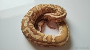 Pytón kráľovský ball python