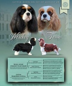 Cavalier King Charles španiel s PP