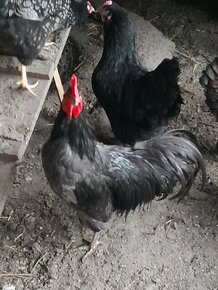 Kohut australorp modry