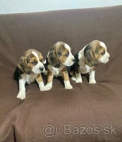 BEAGLE, BIGL, BIGEL