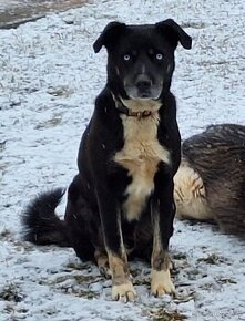 kríženec labrador s huskym