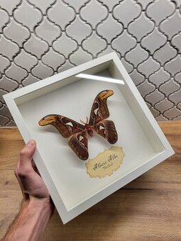 Attacus Atlas (Martináč)