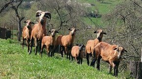 Kamerunská ovca