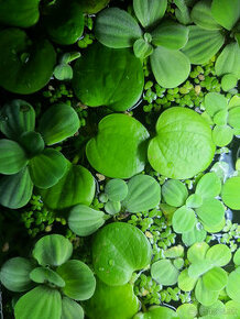 Pistia stratiotes a limnobium laevigatum