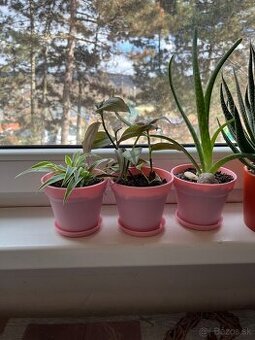 Aloe Vera, zelenec, tradescantia