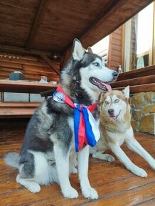 Husky na polroka