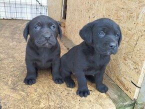 Labradorský retríver - šteniatka, Labrador šteniatka