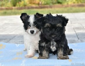 Yorkshire terrier, Biewer, york, jorkšír