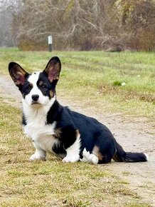 Welsh corgi cardigan