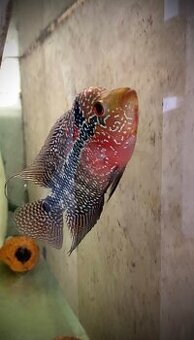 Flowerhorn samička SRD č.2