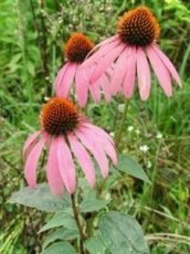 Echinacea purpurová - 1