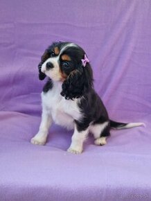 Cavalier king charles spaniel