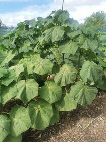 Paulownia elongata - vzácny druh