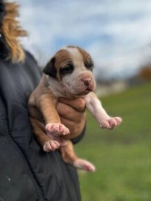 American bully