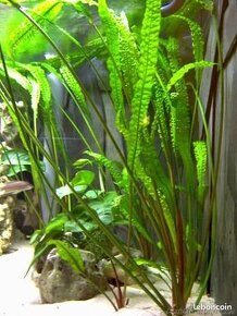 Cryptocoryne aponogetifolia