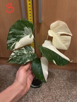 Monstera albo variegata (halfmoon)