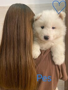 Samojed šteniatka bez PP na predaj