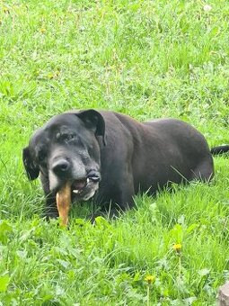 Darujem výborného cane corsa