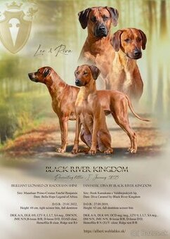 Rhodesian Ridgeback  s PP