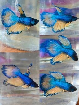 Betta Splendens - Bojovnica Pestrá.