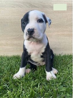 Šteniatka - Americký stafordšírsky teriér (Amstaff, Staford)