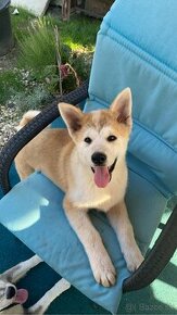 Akita Inu Japonske