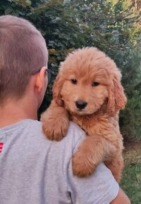 Labradoodle