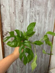 Rhaphidophora tetrasperma (Monstera Minima)