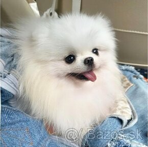 Pomeranian mini dievčatko