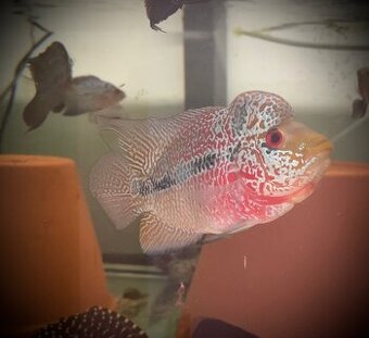 Flowerhorn Super Red Dragon samček