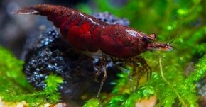 Krevetky neocaridina red onyx