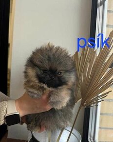 Pomeranian mini