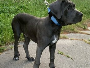 Predám Cane Corso