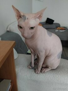 Sphynx PP