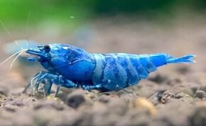 Krevetky Neocaridina a Caridina