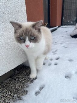 Láska na prvý pohľad – hľadáme ženícha pre našu mačičku