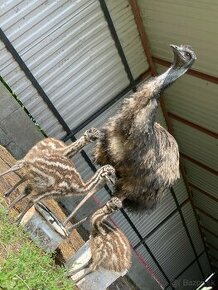 Emu hnedy