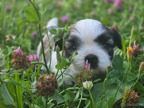 Shih-tzu