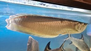 Arowana silver - 1