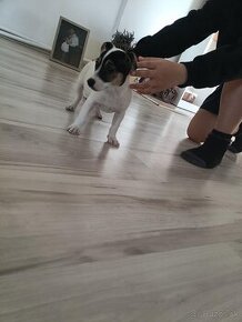 Predam  Jack russel