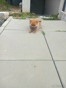 Predám šteniatka malý oranžový špic pomeranian