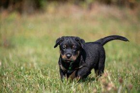 Beauceron