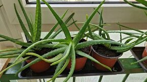 Aloe vera