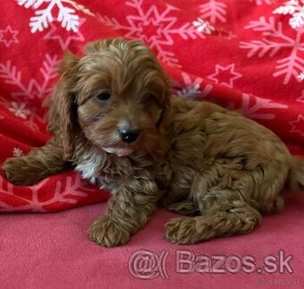 Cavapoo