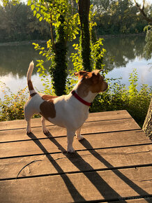 Jack Russel teriér na krytie - 1