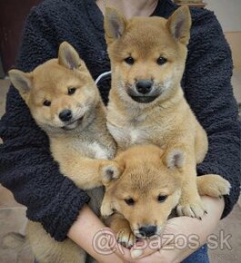 Shiba Inu