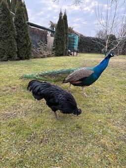 Kohút Ayam cemani PREDAJ/VÝMENA