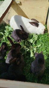 Zajace, králiky